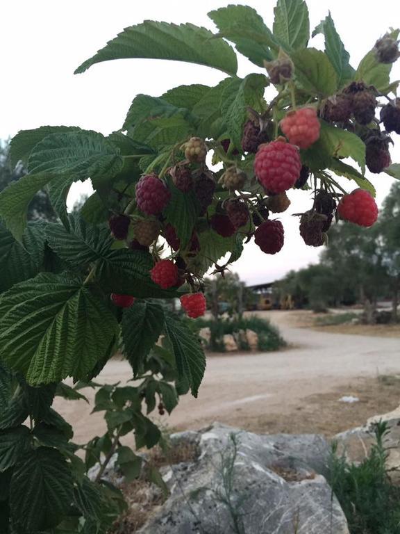 Vila Agriturismo Armienti Toritto Exteriér fotografie